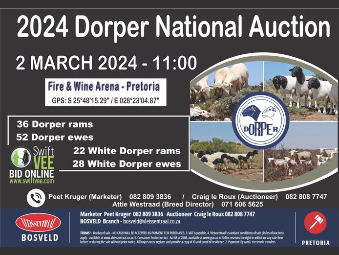 2024 DORPER NATIONAL AUCTION