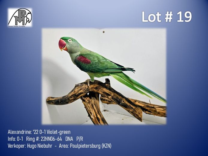 0-1 '22 Alexandrine: Violet-green - Hugo Niebuhr