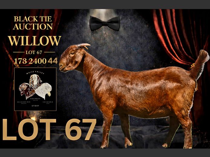 173240044 | Maize Valley Kalahari red stoet 