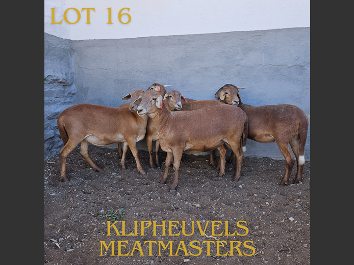 61 | KLIPHEUVELS MEATMASTER