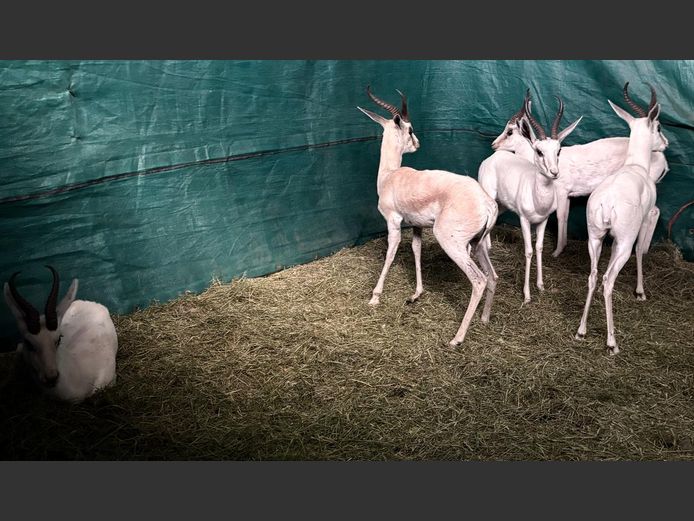 Wit Springbok Jagramme