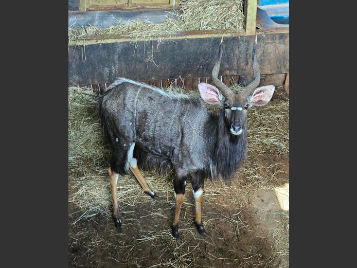 NYALA | BIRKEN VERVOER