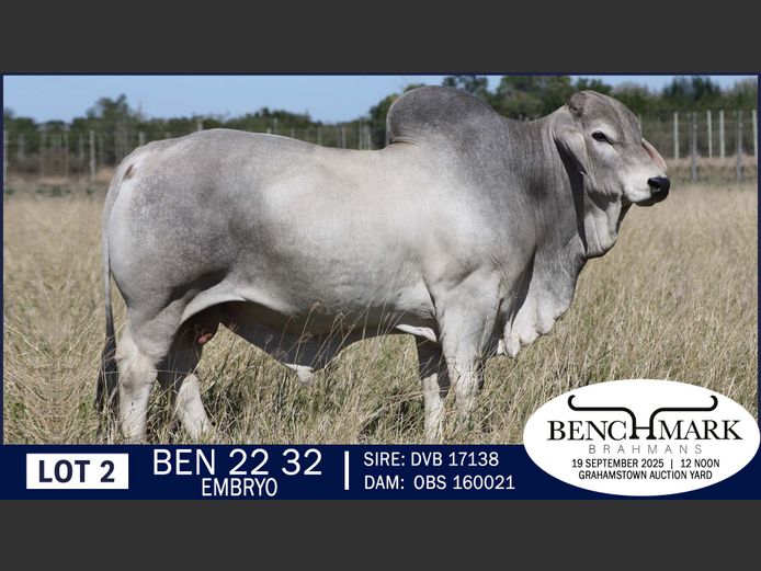 BEN2232 | NO 8 CATTLE COMPANY