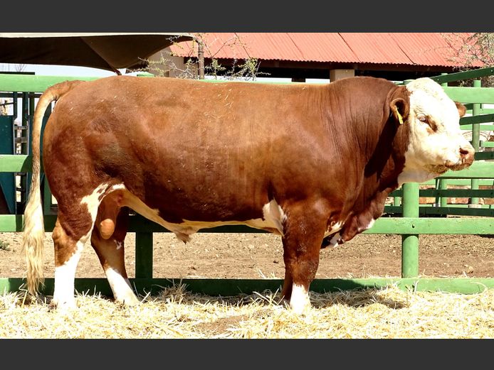GV2385 | VOIGTLAND SIMMENTALER