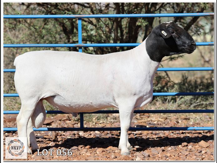 2052 24 0307 | LOUIS VAN RENSBURG, H/A LEEUPUT TRUST