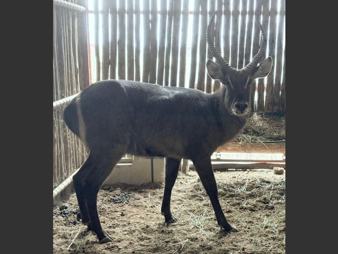 Waterbok Bul