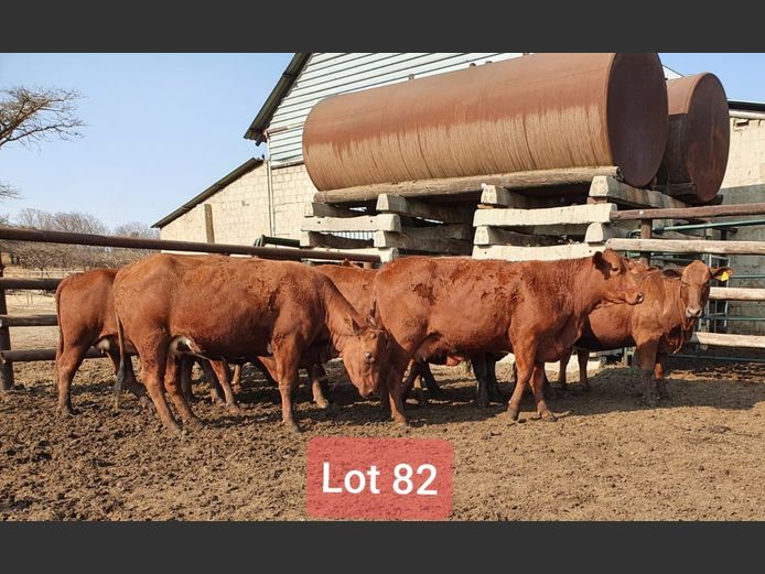 Heifers in Calf