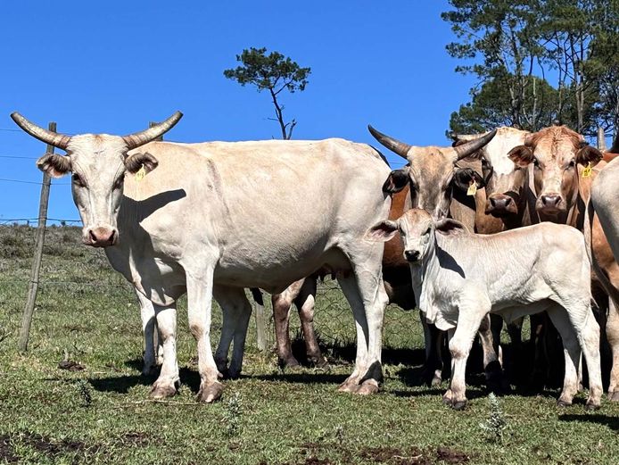 Tuli / Brahman X Cows & Calves