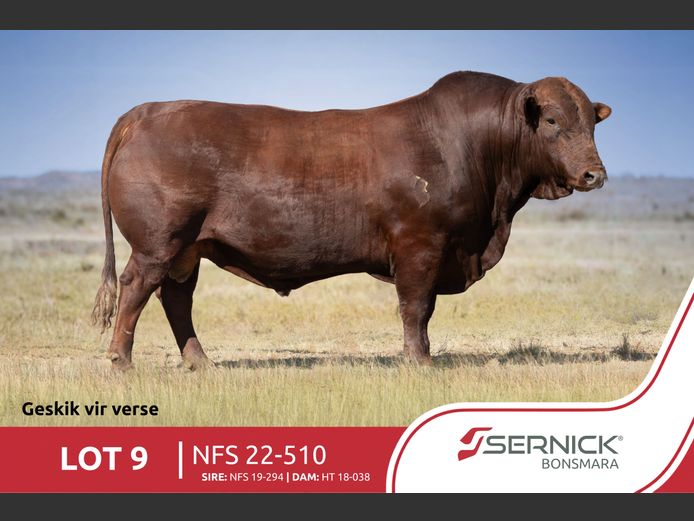 NFS 220510 | SERNICK BONSMARA STOET