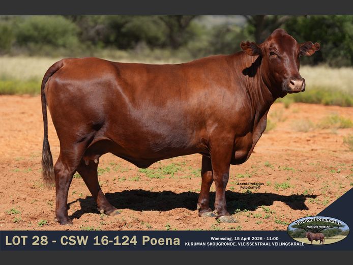 Commercial Animals | Towton Bonsmaras