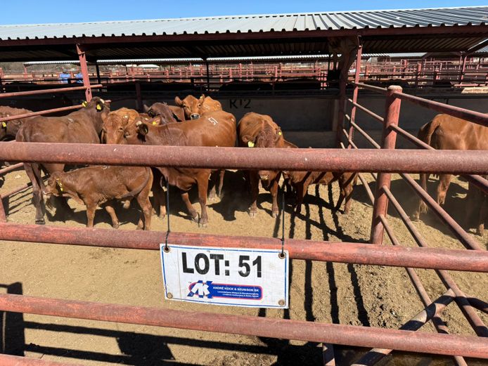 Commercial Animals | Mac Farms