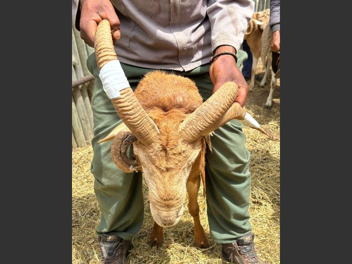 Vier Horing Skaap Ram