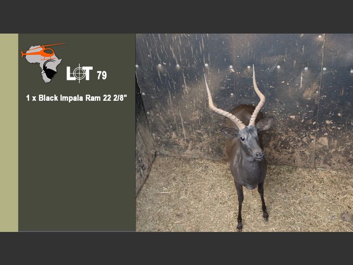 Black Impala