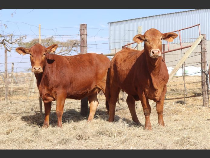 Pregnant Heifers