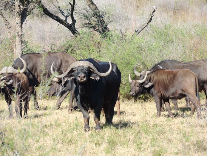 BUFFEL BUL | LYNT