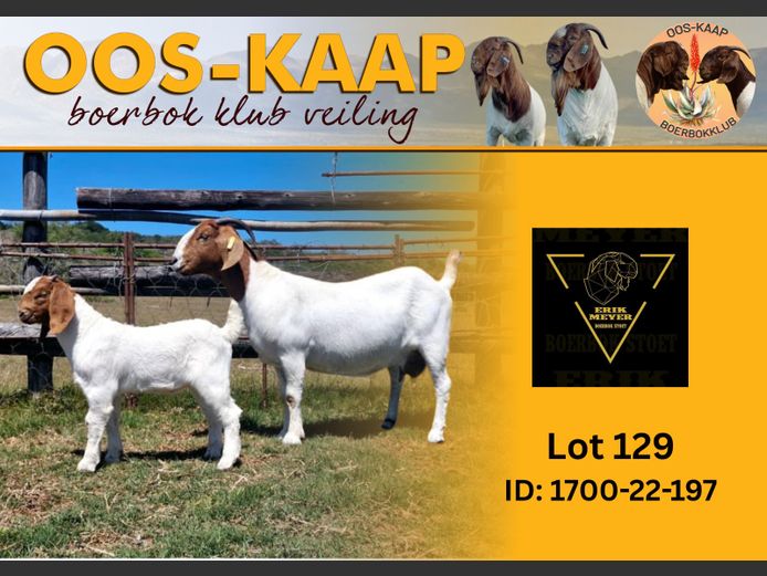 22-197 | Erik Meyer Boerbokke