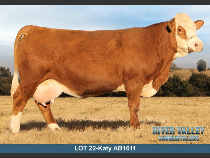 AB1611 | PA ABRAHAMSE