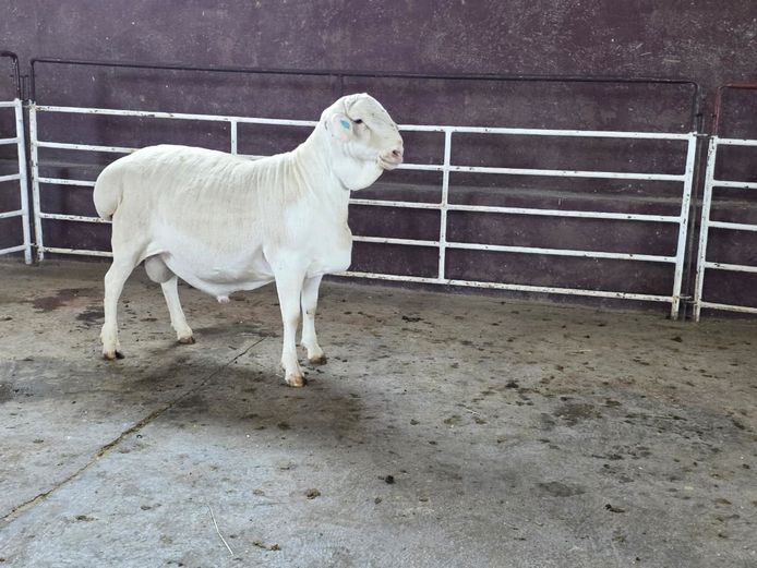 139 24 0416 | MNR. PR WIESE H/A BULBERG BDY