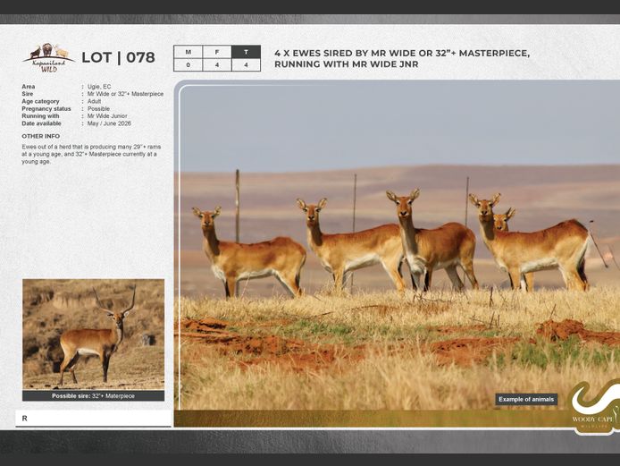 Lechwe | Masizakhe Farming