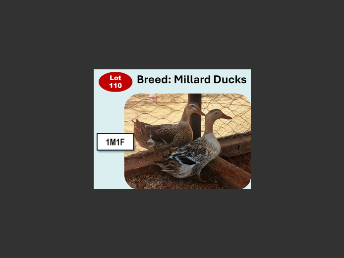 MILLARD DUCKS | ANNUAL MYTILUS AND ELOFF