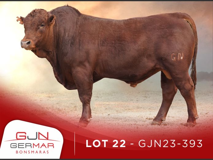 GJN230393