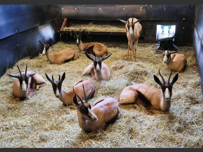 KOPER SPRINGBOK | AL BADENHORST