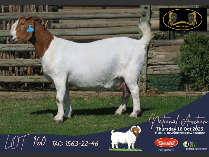 1563-22-046 | Fouche Blignaut (Shongololo Boerbokstoet)