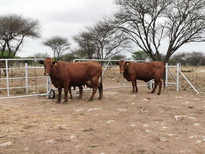 Commercial Females - Klaver Valley Boerdery