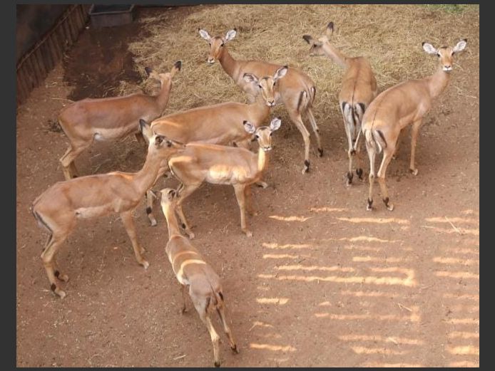 IMPALA