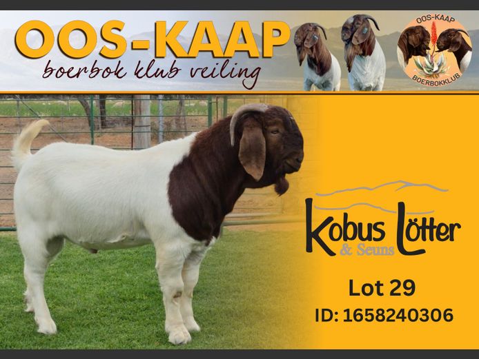 24-306 | Kola Lotter