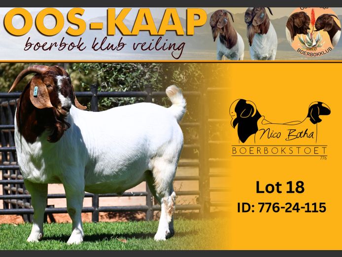 24-115 | Nico Botha Boerbokstoet