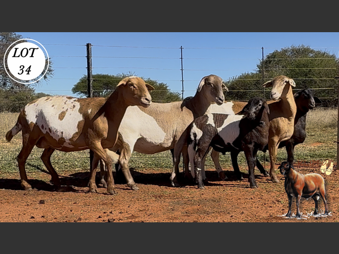 Ewes | Klipput Meatmasters
