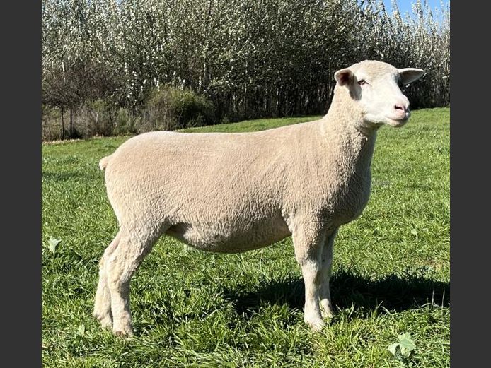 BS 240122 | HAGELAND ILE DE FRANCE