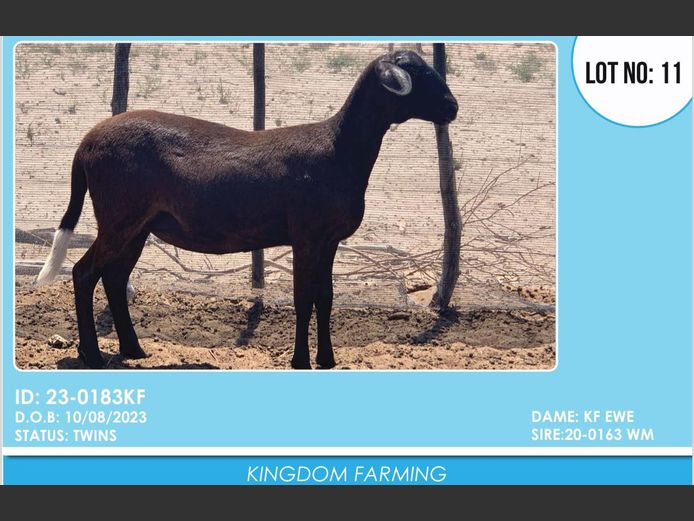 ID:23-0183KF | KINGDOM FARMING