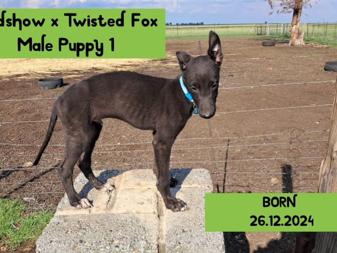 Male Puppy 1 - Roadshow x Twisted fox