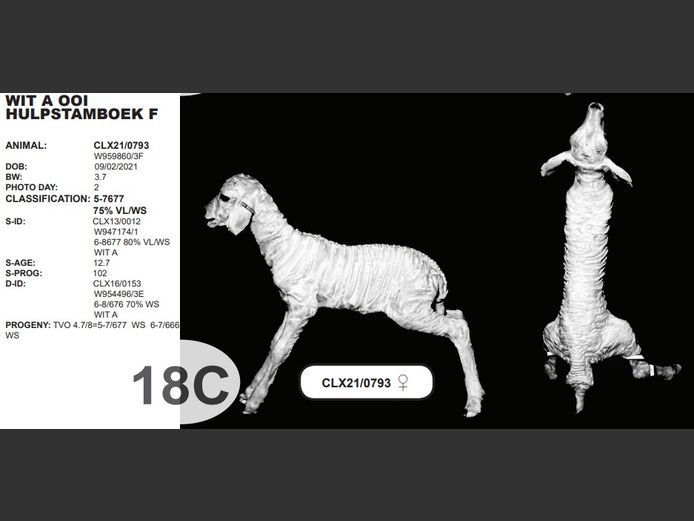 WIT A OOI HULPSTAMBOEK F | CLX21/0793 ♀