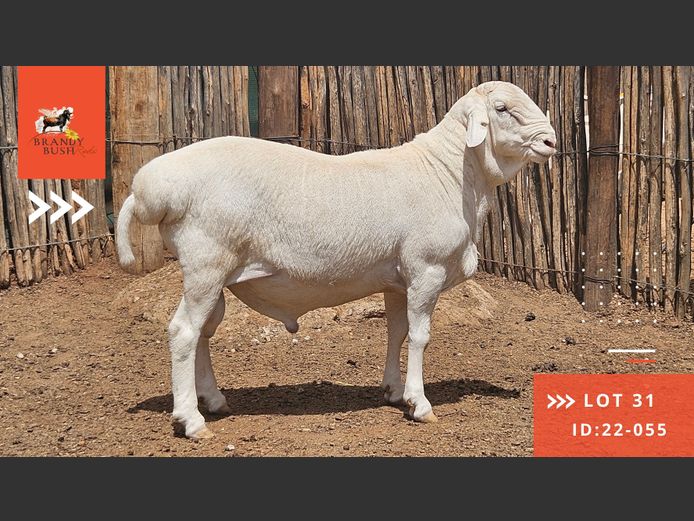 ID:22-055 | BRANDY BUSH REDS