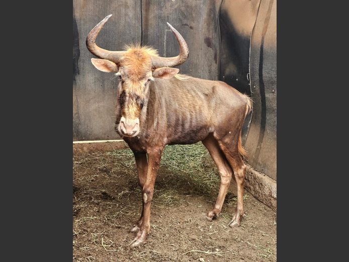 KING WILDEBEEST | JPX SAFARIS