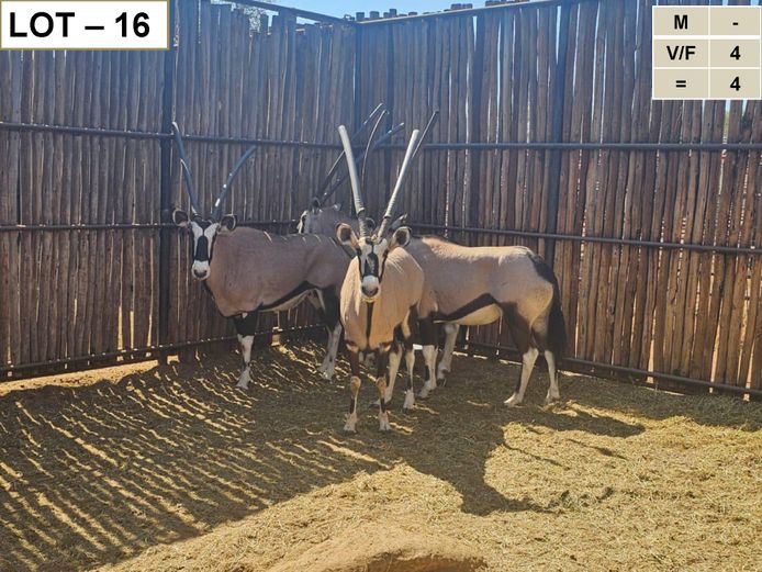 Gemsbok | GreaterKuduLand