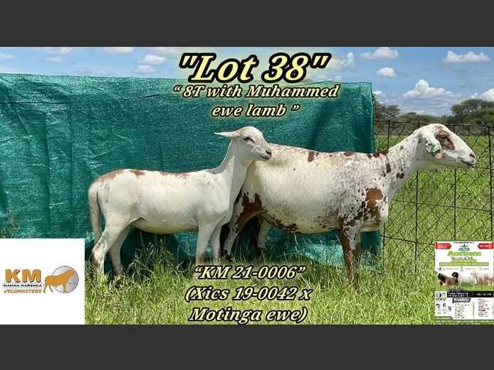 KM21-0006 | KAMAA MARENGA VELDMASTERS