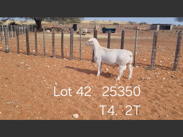 916250350W | R.J. CAHI & SON CC