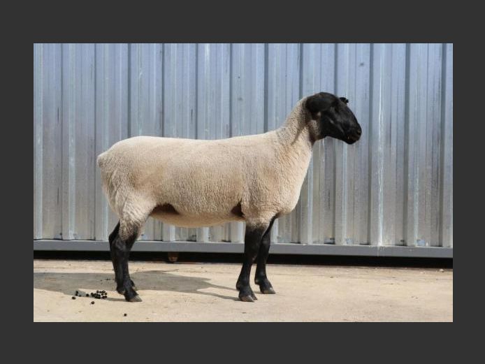 369 240034 | GOOSEN SUFFOLK STOET