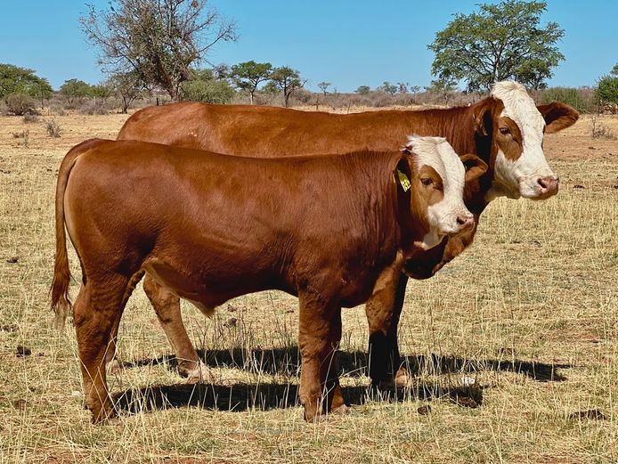 OB2117 | ZINKEV SIMBRA