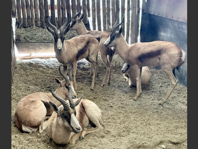 Koper Springbok Jagramme