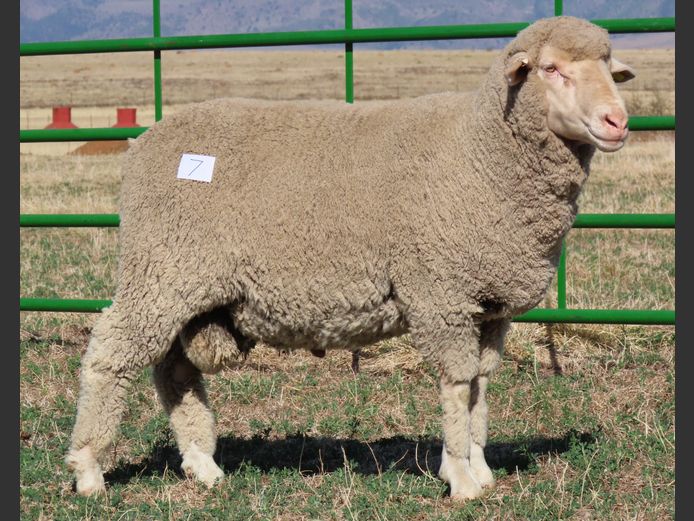 63 | Rooipoort Poenskop Merinos                
