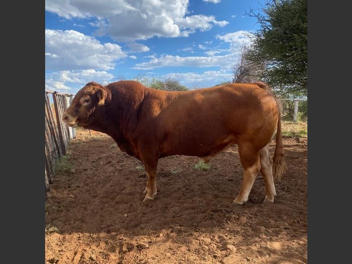 22-0032BMP | SONBERN LIMOUSIN