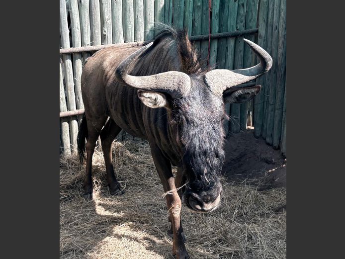 Blouwildebees Bul