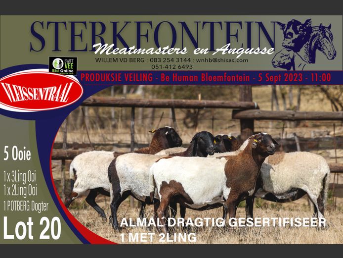 Ewes | Sterkfontein Meatmasters