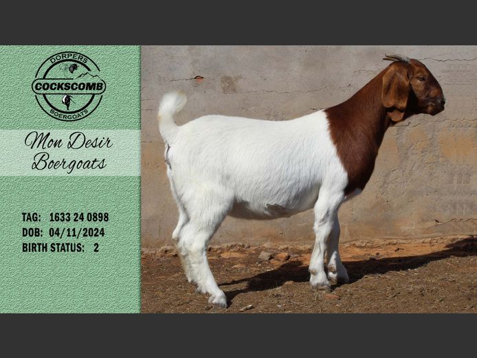 1633 24 0898 | Mon Desir Boergoats