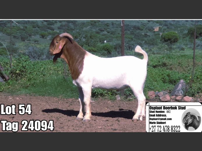 25094 | Osplaat Boerbokstoet